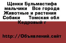 Щенки Бульмастифа мальчики - Все города Животные и растения » Собаки   . Томская обл.,Кедровый г.